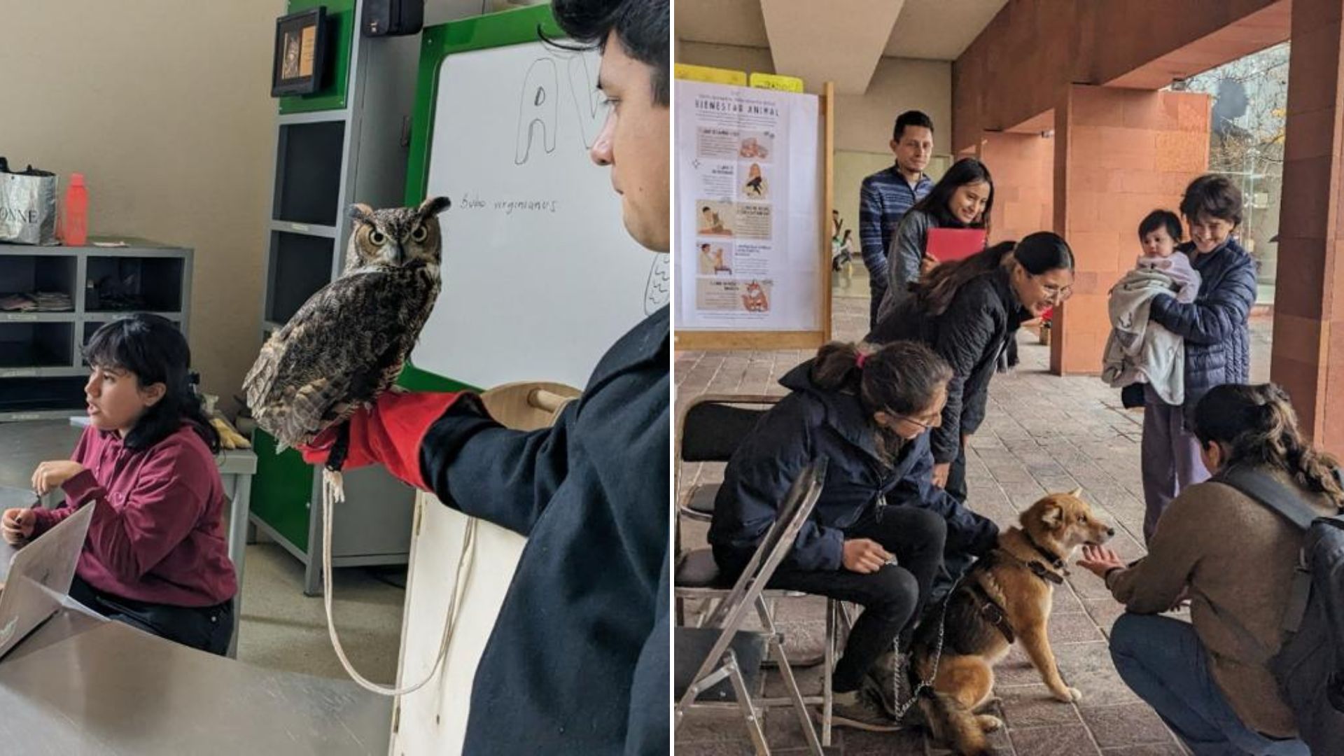 Realizan talleres, exhibición e interacción con los animales en el Laberinto