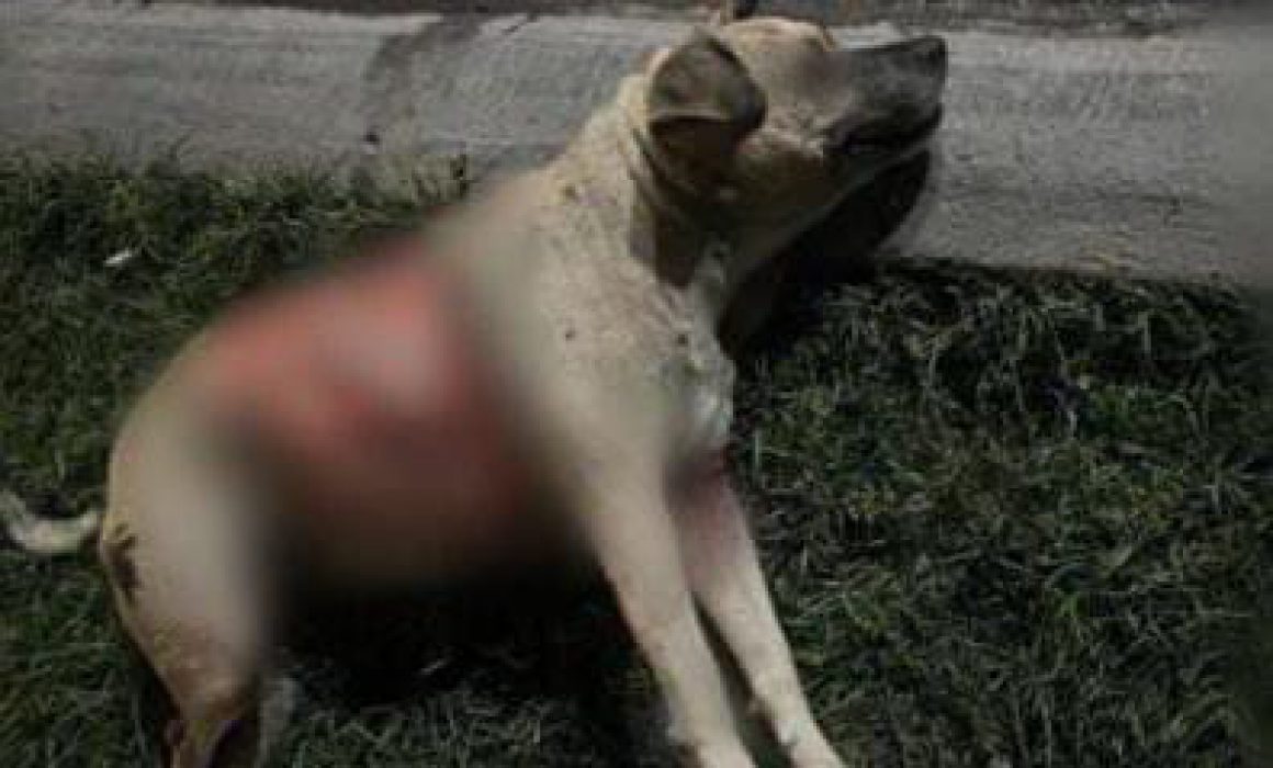 Exigen justicia por muerte de perrita en municipio de San Luis Potosí