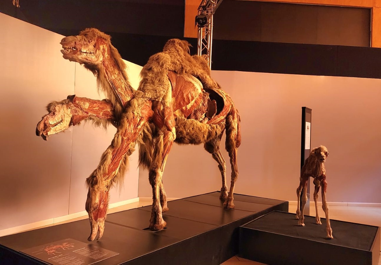 EXPOSICIÓN TEMPORAL ANIMAL INSIDE OUT Y TRASLADO GRATUITO AL MUSEO LABERINTO