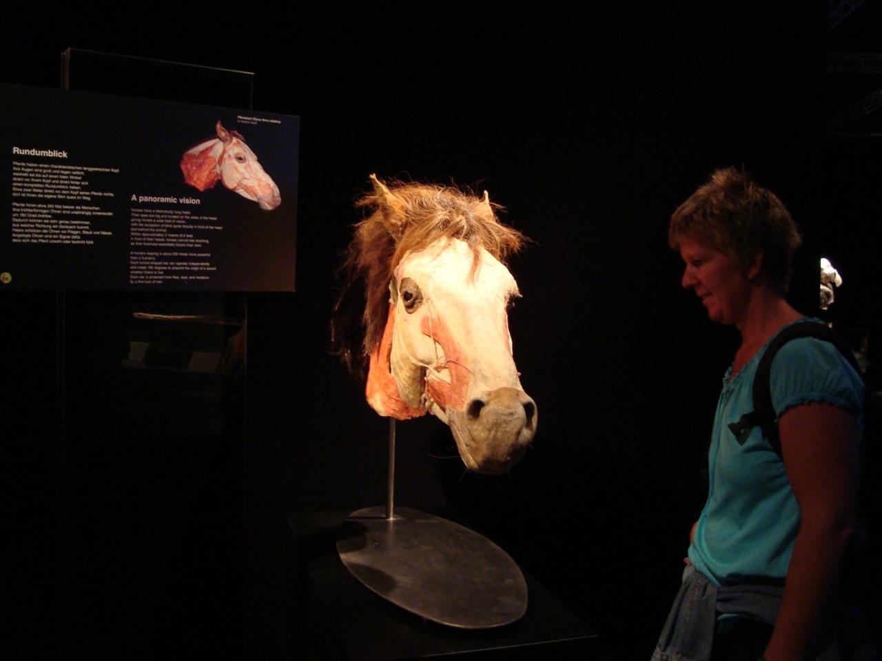 EL ESTADO RECIBIRÁ EXPOSICIÓN MUNDIAL “BODY WORLDS ANIMAL INSIDE OUT”