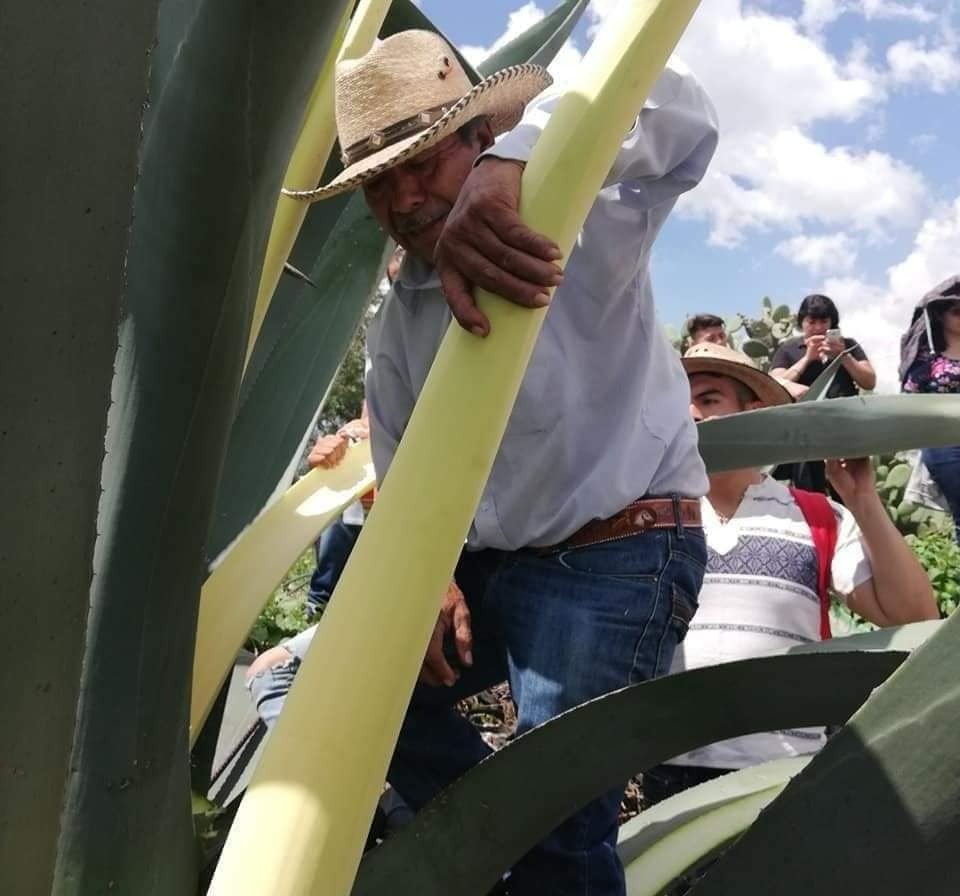 INVITAN A CONMEMORAR EL DÍA NACIONAL DEL PULQUE Y LAS MÁSCARAS DE MAGUEY